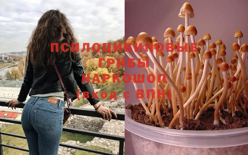 Галлюциногенные грибы Psilocybe  купить наркотики сайты  Зеленоградск 